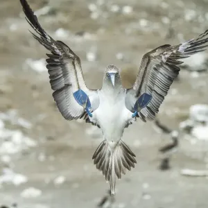 Blue-footed booby (Sula nebouxii) landing. Punta Vicente Roca, Isabela Island, Galapagos Blue-footed booby (Sula nebouxii) landing. Punta Vicente Roca, Isabela Island, Galapagos