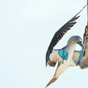 Blue-footed booby (Sula nebouxii) landing, South coast, Santa Cruz Island, Galapagos