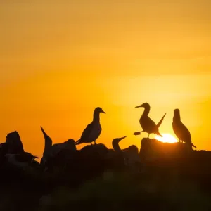 Blue-footed booby (Sula nebouxii) silhouetted colony at sunset, Cape Douglas Blue-footed booby (Sula nebouxii) silhouetted colony at sunset, Cape Douglas