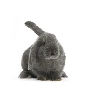 Blue-grey floppy-eared rabbit, against white background