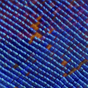 Blue iridescent scales of a Nymphalid butterfly (Epiphile orea) magnified 11x, deceased