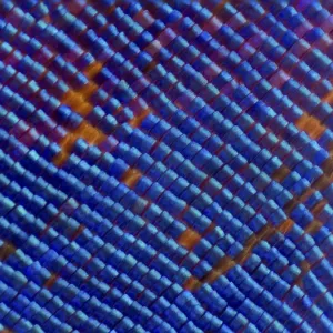 Blue Iridescent Scales Print (Epiphile orea, deceased) Blue Iridescent Scales Print (Epiphile orea, deceased)