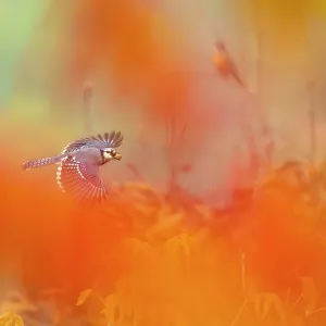 Blue Jay (Cyanocitta cristata) in flight carrying an acorn, photographed through red autumn foliage, October, Ithaca, New York Blue Jay (Cyanocitta cristata) in flight carrying an acorn, photographed through red autumn foliage, October, Ithaca, New York