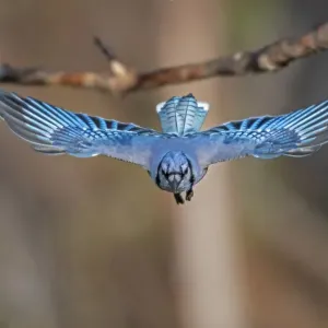 Blue Jay in Flight Print, Acadia National Park Blue Jay in Flight Print, Acadia National Park