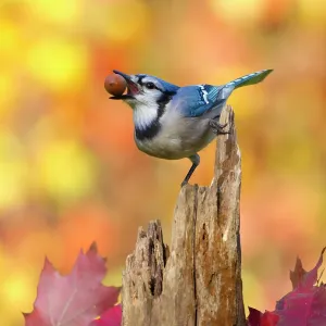 Blue Jay Print: Perched on Tree Stump with Acorn and Autumn Foliage Blue Jay Print: Perched on Tree Stump with Acorn and Autumn Foliage