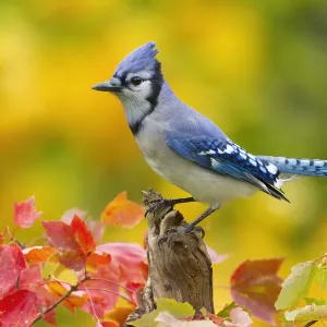 Le geai bleu (Cyanocitta cristata) perché parmi la végétation d'automne, New York, États-Unis, octobre. Le geai bleu (Cyanocitta cristata) perché parmi la végétation d'automne, New York, États-Unis, octobre.