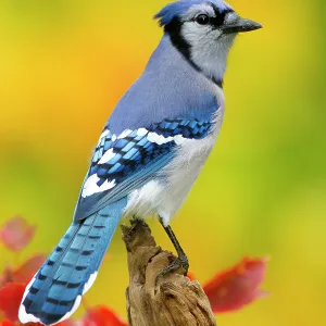 Blue jay portrait print, New York Blue jay portrait print, New York