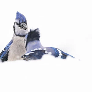 Blue jays (Cyanocitta cristata) confrontation in snow, April 2020. New York State, USA