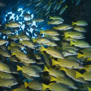 Blue-lined snapper shoal Print, Cocos Island National Park Blue-lined snapper shoal Print, Cocos Island National Park