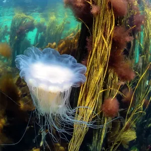 Blue lion's mane jellyfish (Cyanea lamarckii) drifting through a seaweed forest with Red pom-pom seaweed (Ceramium sp. ) and Spaghetti seaweed (Himanthalia elongata), Island of Coll, Inner Hebrides, Scotland, UK, Atlantic Ocean Blue lion's mane jellyfish (Cyanea lamarckii) drifting through a seaweed forest with Red pom-pom seaweed (Ceramium sp. ) and Spaghetti seaweed (Himanthalia elongata), Island of Coll, Inner Hebrides, Scotland, UK, Atlantic Ocean