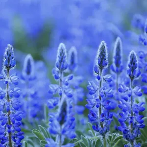 Blue lupin print, Sierra de Grazalema Natural Park, southern Spain Blue lupin print, Sierra de Grazalema Natural Park, southern Spain