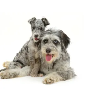 Blue merle Cadoodle and mutt pup resting