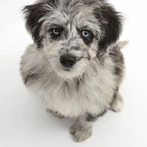 Blue merle Collie x Poodle Cadoodle puppy looking up
