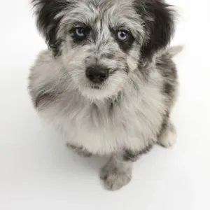 Blue merle Collie x Poodle Cadoodle puppy looking up