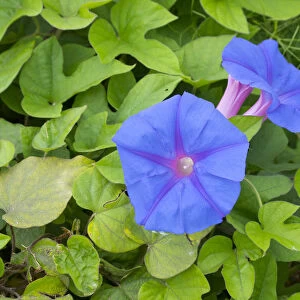 Blue morning flower (Ipomoea indica) flowers and carpet of leaves. Cyprus. April