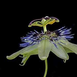 Blue passionflower (Passiflora caerulea). Flower is pollinated by larger bees. Focus stacked