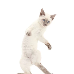 Blue-point kitten playing, standing on hind legs