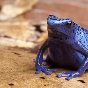 Blue poison dart frog (Dendrobates tinctorius azureus) sitting on dried leaves, Brazil