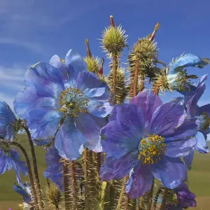 Papillon bleu (Meconopsis horridula) Réserve naturelle nationale de Sanjiangyuan, Qinghai. Papillon bleu (Meconopsis horridula) Réserve naturelle nationale de Sanjiangyuan, Qinghai.