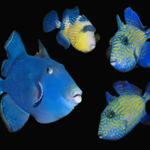 Blue Rippled Triggerfish Print: Adult and Juveniles on Black Background Blue Rippled Triggerfish Print: Adult and Juveniles on Black Background