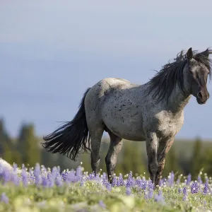 A blue roan stallion stands in the flowers in the Pryor Mountains of Montana