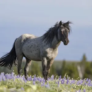 Blue Roan Stallion Print Blue Roan Stallion Print