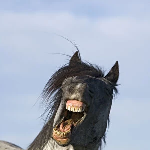Blue Roan Wild Stallion yawning {Equus caballus} Pryor Mountains, Montana, USA