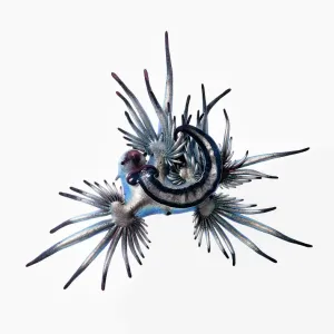 Blue sea slug (Glaucus atlanticus) Print Blue sea slug (Glaucus atlanticus) Print