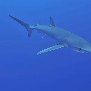 Blue shark (Prionace glauca) Azores, Atlantic Ocean