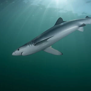 Blue shark (Prionace glauca) female off the coast of Portugal. August