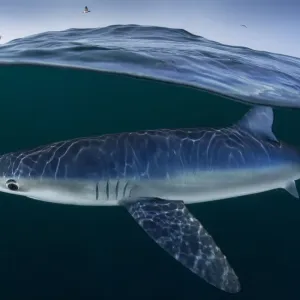 Blue shark (Prionace glauca) female off the coast of Portugal. August Blue shark (Prionace glauca) female off the coast of Portugal. August