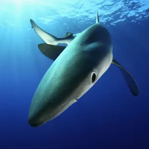 Blue Shark (Prionace glauca) near sea surface. Santa Maria, Azores, September Blue Shark (Prionace glauca) near sea surface. Santa Maria, Azores, September