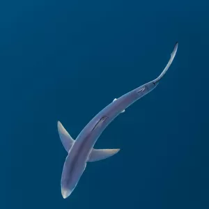 Blue shark (Prionace glauca) near the surface of the English Channel