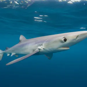 Blue shark (Prionace glauca) near the surface of the English Channel. Penzance, Cornwall Blue shark (Prionace glauca) near the surface of the English Channel. Penzance, Cornwall
