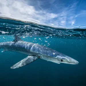 Blue shark (Prionace glauca) off Halifax, Nova Scotia, Canada. July