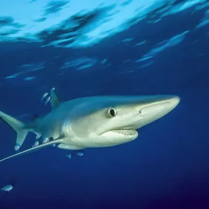 Requin bleu (Prionace glauca) et Poisson-pilote (Naucrates ductor), île de Pico, Açores. Requin bleu (Prionace glauca) et Poisson-pilote (Naucrates ductor), île de Pico, Açores.