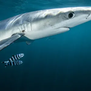 Requin bleu (Prionace glauca) avec le poisson-pilote (Naucrates ductor) au large de Halifax, Nouvelle-Écosse, Canada. Requin bleu (Prionace glauca) avec le poisson-pilote (Naucrates ductor) au large de Halifax, Nouvelle-Écosse, Canada.