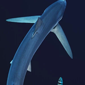 Blue shark (Prionace glauca) seen from above with pilot fish, Azores Islands, Portugal