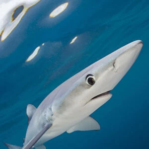 Blue shark (Prionace glauca) swimming near the surface of the English Channel. Penzance