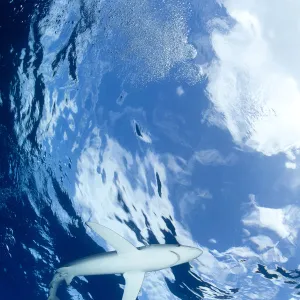 Blue shark (Prionace glauca) viewed from below, with Snells window effect, Pico Island