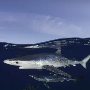 Blue Sharks (Prionace glauca) at the sea surface. Santa Maria, Azores, August Blue Sharks (Prionace glauca) at the sea surface. Santa Maria, Azores, August