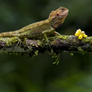 Blue-spotted dwarf iguana print on branch Blue-spotted dwarf iguana print on branch