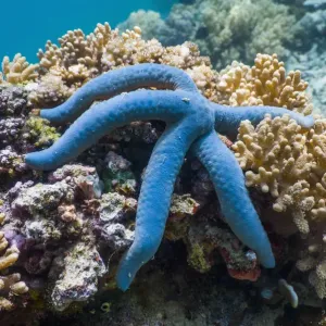 Blue starfish (Linckia laevigata) Malaysia Blue starfish (Linckia laevigata) Malaysia
