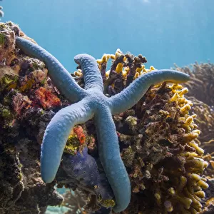 Blue starfish (Linckia laevigata) Malaysia