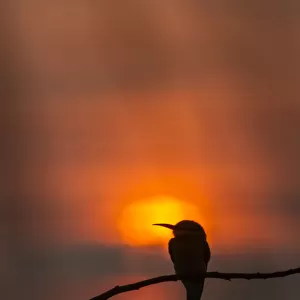 Blue-tailed bee-eater (Merops philippinus) silhouette, perched at sunset