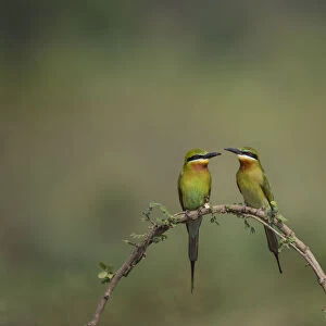 Blue-tailed bee-eater (Merops philippinus) pair sitting on perch, Near Ranganathittu Bird Sanctuary