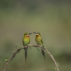 Le couple de guêpier à queue bleue (Merops philippinus) assis sur un perchoir, près du sanctuaire des oiseaux Ranganathittu. Le couple de guêpier à queue bleue (Merops philippinus) assis sur un perchoir, près du sanctuaire des oiseaux Ranganathittu.