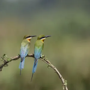 Blue-tailed bee-eater (Merops philippinus) pair sitting on perch, Ranganathittu Bird Sanctuary Blue-tailed bee-eater (Merops philippinus) pair sitting on perch, Ranganathittu Bird Sanctuary