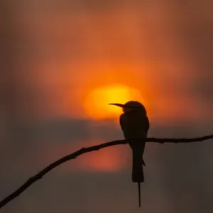 Blue-tailed bee-eater (Merops philippinus) silhouette, perched at sunset Blue-tailed bee-eater (Merops philippinus) silhouette, perched at sunset