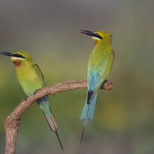 Blue-tailed bee-eater (Merops philippinus) sitting on perch with insect prey, Near Blue-tailed bee-eater (Merops philippinus) sitting on perch with insect prey, Near